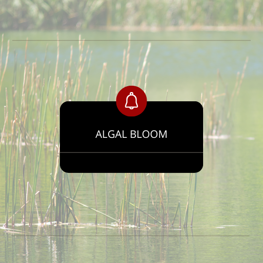 algal bloom